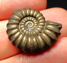 Load image into Gallery viewer, Perfect Promicroceras pyritosum ammonite fossil (22 mm)
