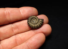 Load image into Gallery viewer, Perfect Promicroceras pyritosum ammonite fossil (22 mm)
