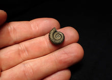 Load image into Gallery viewer, Promicroceras pyritosum ammonite fossil (15 mm)
