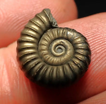 Load image into Gallery viewer, Promicroceras pyritosum ammonite fossil (15 mm)
