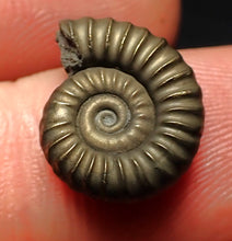 Load image into Gallery viewer, Promicroceras pyritosum ammonite fossil (15 mm)
