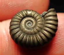 Load image into Gallery viewer, Promicroceras pyritosum ammonite fossil (15 mm)
