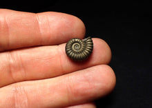 Load image into Gallery viewer, Promicroceras pyritosum ammonite fossil (15 mm)
