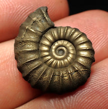 Load image into Gallery viewer, Promicroceras pyritosum ammonite fossil (22 mm)
