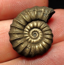 Load image into Gallery viewer, Promicroceras pyritosum ammonite fossil (22 mm)
