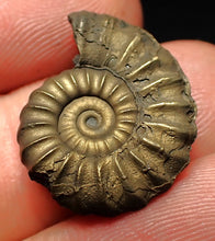 Load image into Gallery viewer, Promicroceras pyritosum ammonite fossil (22 mm)
