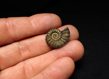 Load image into Gallery viewer, Promicroceras pyritosum ammonite fossil (22 mm)

