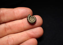 Load image into Gallery viewer, Promicroceras pyritosum ammonite fossil (14 mm)
