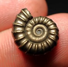 Load image into Gallery viewer, Promicroceras pyritosum ammonite fossil (14 mm)
