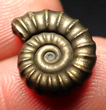 Load image into Gallery viewer, Promicroceras pyritosum ammonite fossil (14 mm)
