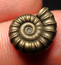 Load image into Gallery viewer, Promicroceras pyritosum ammonite fossil (14 mm)
