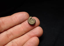 Load image into Gallery viewer, Promicroceras pyritosum ammonite fossil (14 mm)
