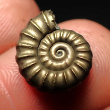 Load image into Gallery viewer, Promicroceras pyritosum ammonite fossil (14 mm)
