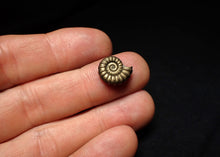 Load image into Gallery viewer, Promicroceras pyritosum ammonite fossil (14 mm)
