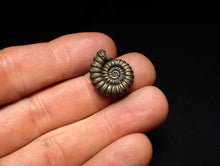 Load image into Gallery viewer, Promicroceras pyritosum ammonite fossil (20 mm)

