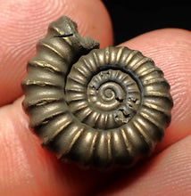 Load image into Gallery viewer, Promicroceras pyritosum ammonite fossil (20 mm)
