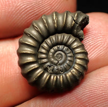 Load image into Gallery viewer, Promicroceras pyritosum ammonite fossil (20 mm)
