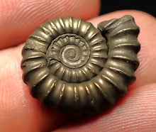 Load image into Gallery viewer, Promicroceras pyritosum ammonite fossil (20 mm)
