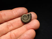Load image into Gallery viewer, Promicroceras pyritosum ammonite fossil (20 mm)

