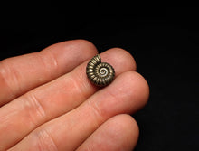 Load image into Gallery viewer, Promicroceras pyritosum ammonite fossil (14 mm)
