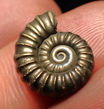 Load image into Gallery viewer, Promicroceras pyritosum ammonite fossil (14 mm)
