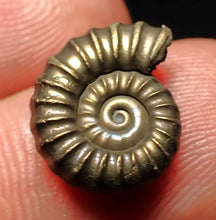 Load image into Gallery viewer, Promicroceras pyritosum ammonite fossil (14 mm)
