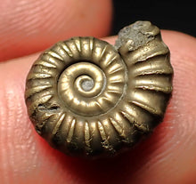 Load image into Gallery viewer, Promicroceras pyritosum ammonite fossil (14 mm)
