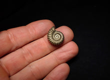 Load image into Gallery viewer, Promicroceras pyritosum ammonite fossil (18 mm)
