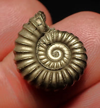 Load image into Gallery viewer, Promicroceras pyritosum ammonite fossil (18 mm)
