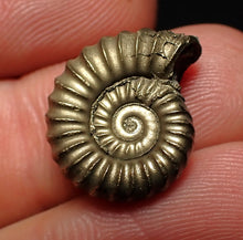Load image into Gallery viewer, Promicroceras pyritosum ammonite fossil (18 mm)
