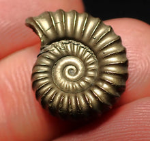 Load image into Gallery viewer, Promicroceras pyritosum ammonite fossil (18 mm)
