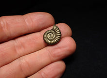 Load image into Gallery viewer, Promicroceras pyritosum ammonite fossil (18 mm)
