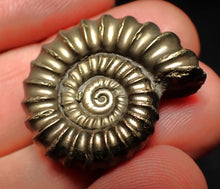 Load image into Gallery viewer, Huge Promicroceras pyritosum ammonite fossil (27 mm)
