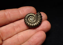 Load image into Gallery viewer, Huge Promicroceras pyritosum ammonite fossil (27 mm)
