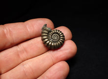 Load image into Gallery viewer, Large Promicroceras pyritosum ammonite fossil (25 mm)
