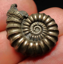 Load image into Gallery viewer, Large Promicroceras pyritosum ammonite fossil (25 mm)
