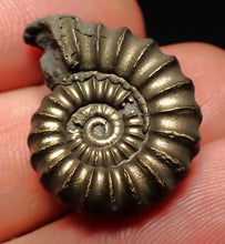 Load image into Gallery viewer, Large Promicroceras pyritosum ammonite fossil (25 mm)
