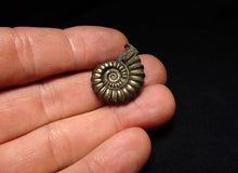 Load image into Gallery viewer, Large Promicroceras pyritosum ammonite fossil (25 mm)
