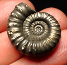 Load image into Gallery viewer, Huge Microderoceras inexpectans ammonite fossil (27 mm)
