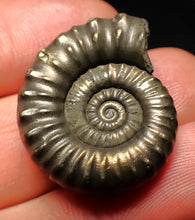 Load image into Gallery viewer, Huge Microderoceras inexpectans ammonite fossil (27 mm)
