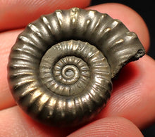 Load image into Gallery viewer, Huge Microderoceras inexpectans ammonite fossil (27 mm)
