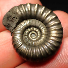 Load image into Gallery viewer, Huge Microderoceras inexpectans ammonite fossil (27 mm)
