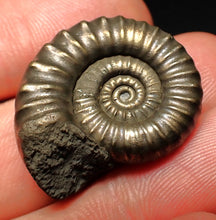 Load image into Gallery viewer, Huge Microderoceras inexpectans ammonite fossil (27 mm)
