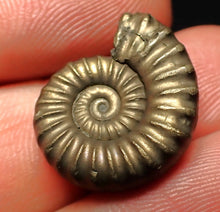 Load image into Gallery viewer, Perfect Microderoceras inexpectans ammonite fossil (20 mm)
