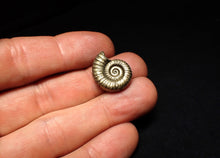 Load image into Gallery viewer, Perfect Microderoceras inexpectans ammonite fossil (19 mm)
