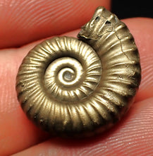 Load image into Gallery viewer, Perfect Microderoceras inexpectans ammonite fossil (19 mm)
