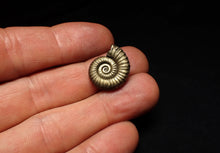 Load image into Gallery viewer, Perfect Microderoceras inexpectans ammonite fossil (19 mm)

