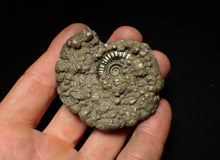 Load image into Gallery viewer, Crucilobiceras pyrite ammonite fossil (60 mm)
