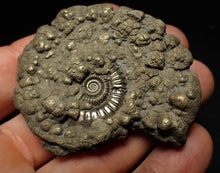 Load image into Gallery viewer, Crucilobiceras pyrite ammonite fossil (60 mm)
