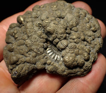 Load image into Gallery viewer, Crucilobiceras pyrite ammonite fossil (60 mm)
